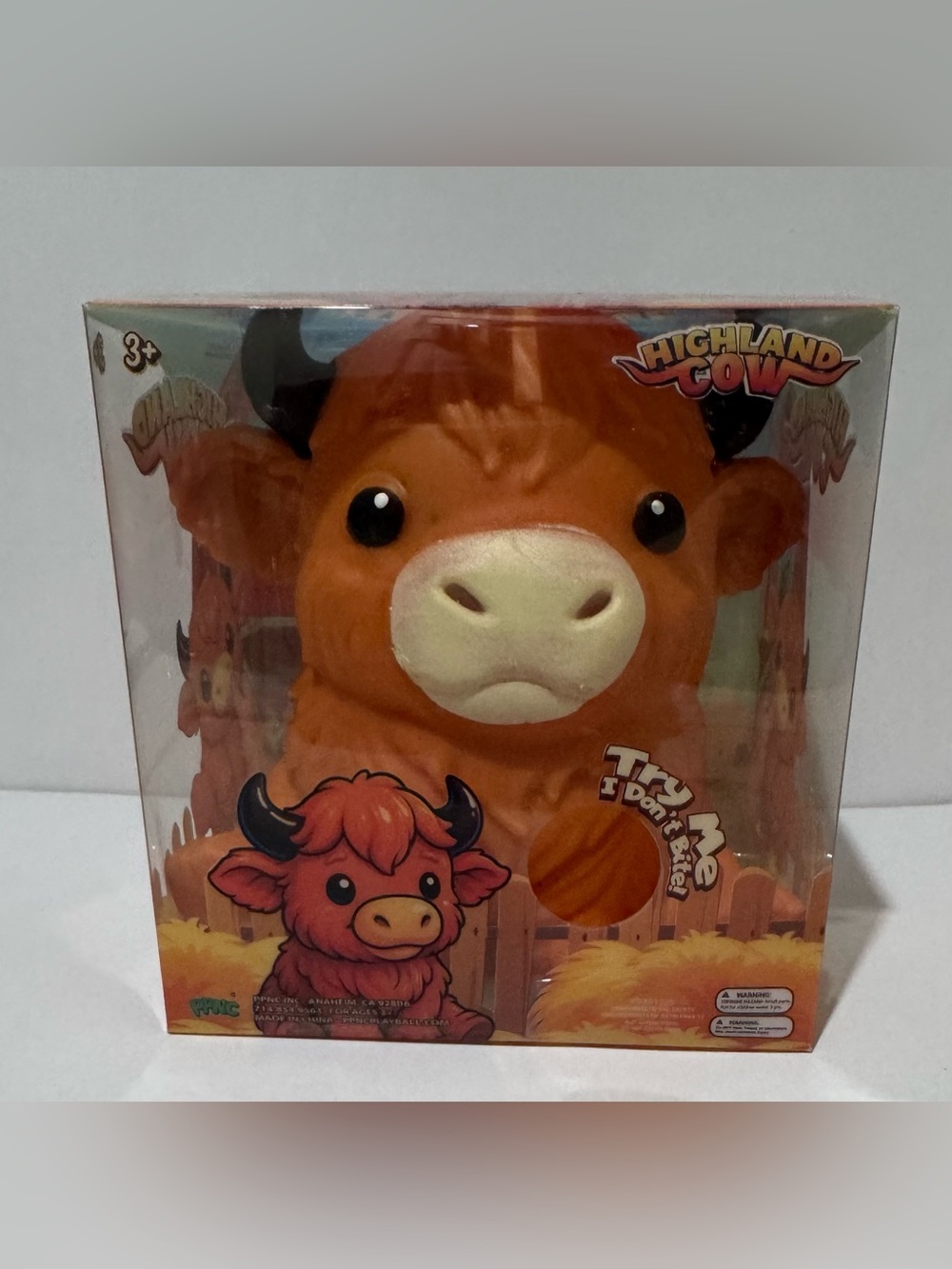 Highland Cow